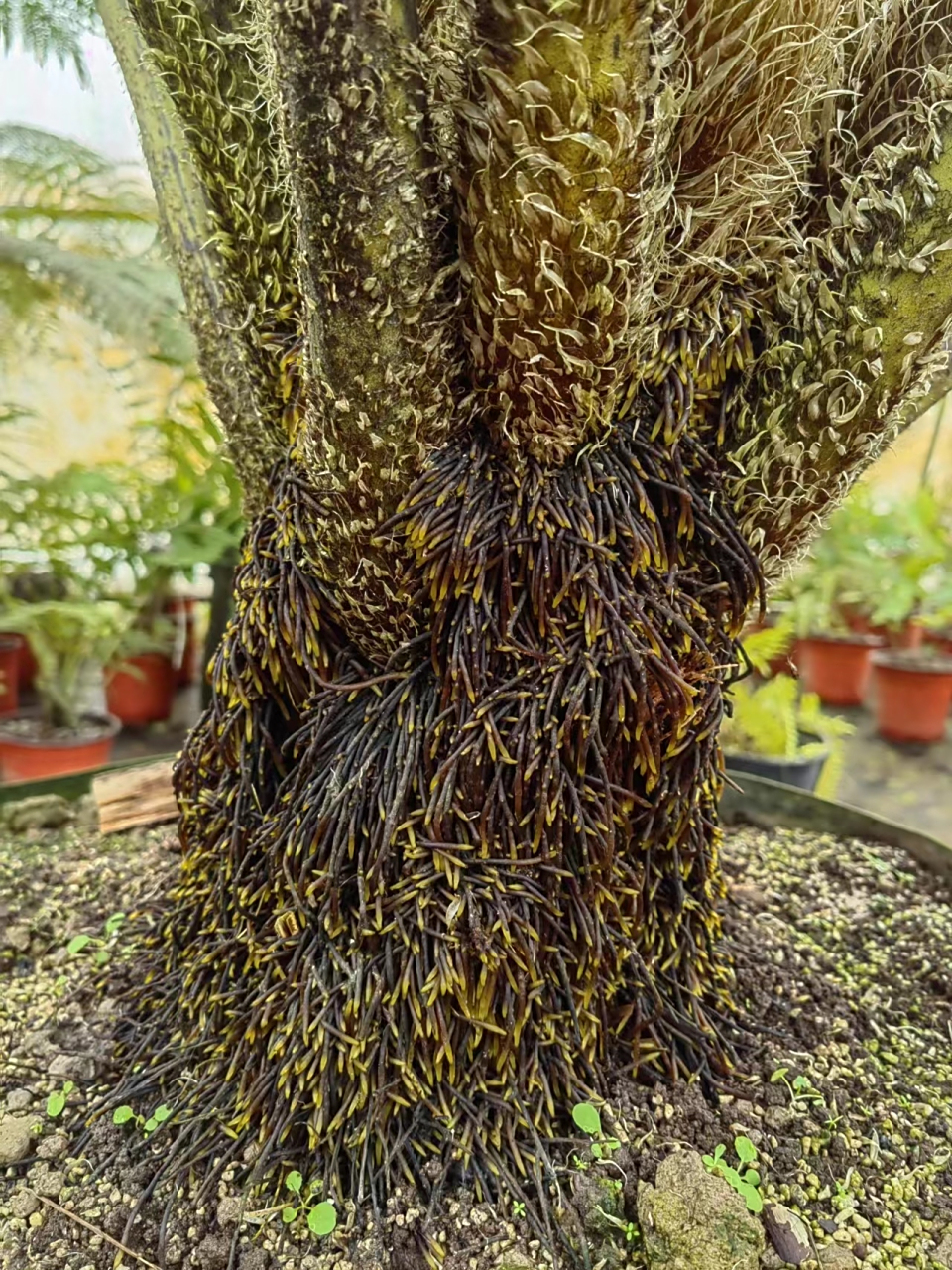 树蕨,桫椤科植物的气生根!