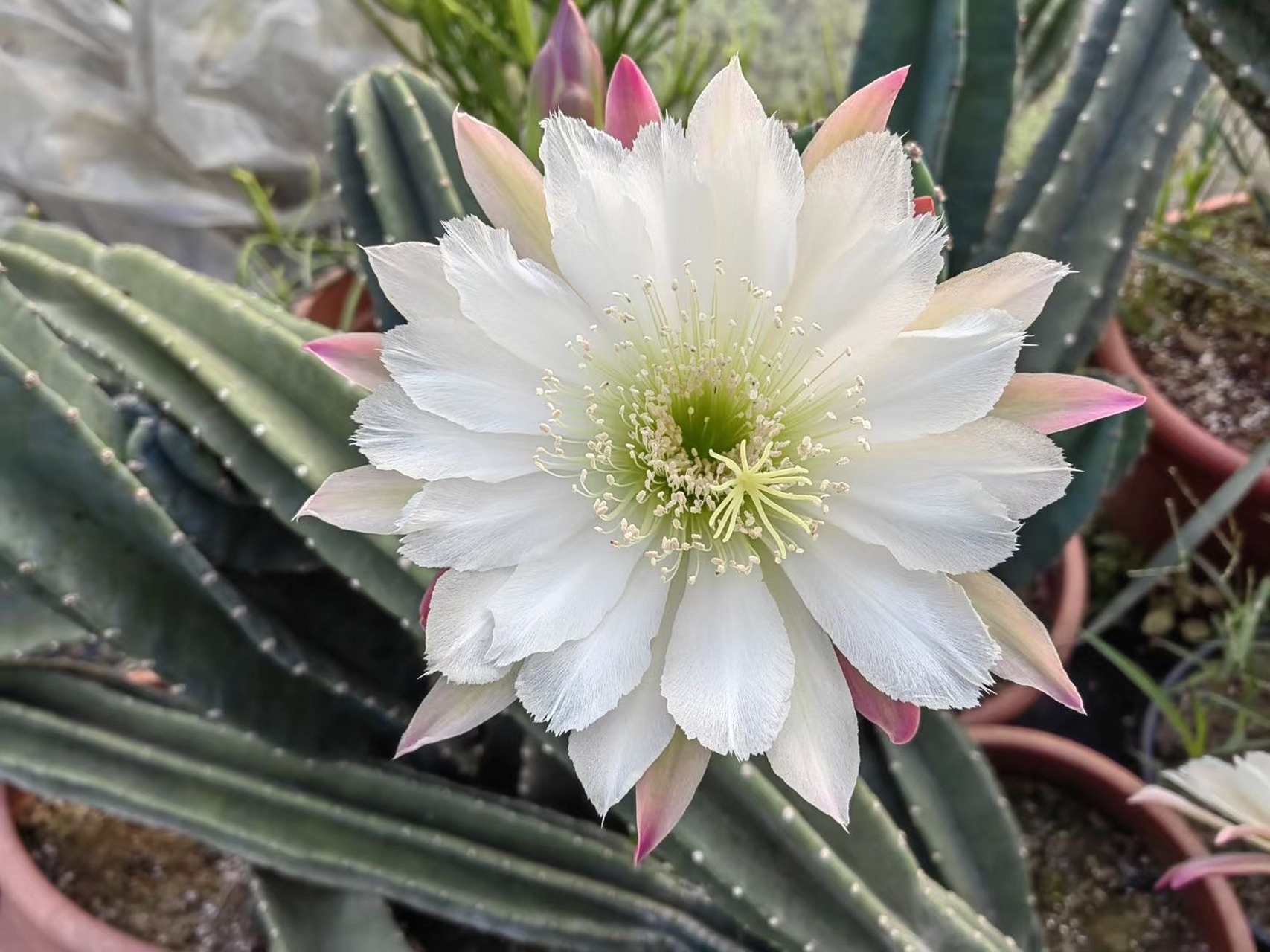 量天尺,仙人掌科,量天尺属,大型附生类型的仙人掌科植物,植株有气生根