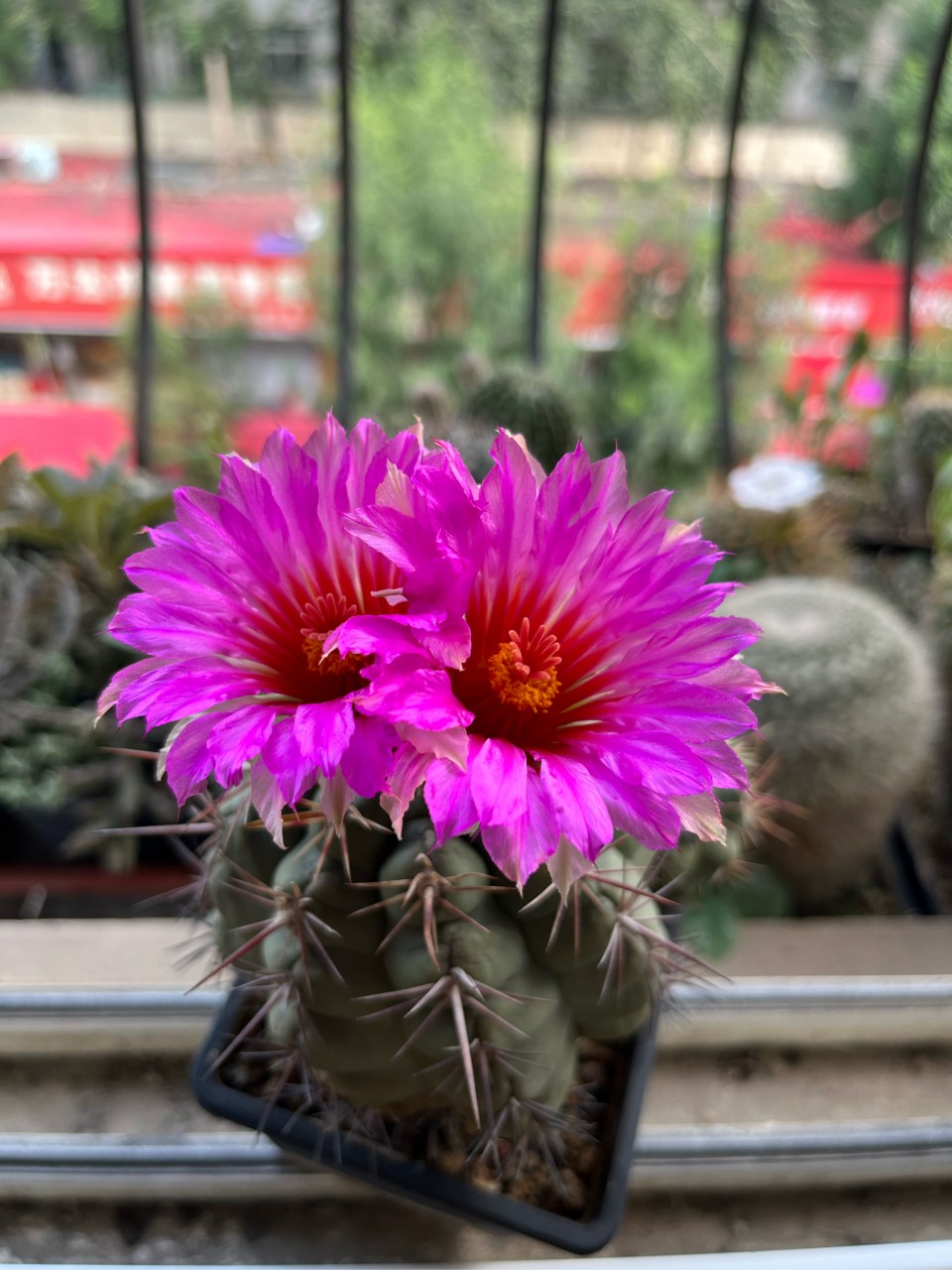 今天的大统领开得好绚烂啊[嘻嘻]#仙人球# #仙人掌# #多肉植物