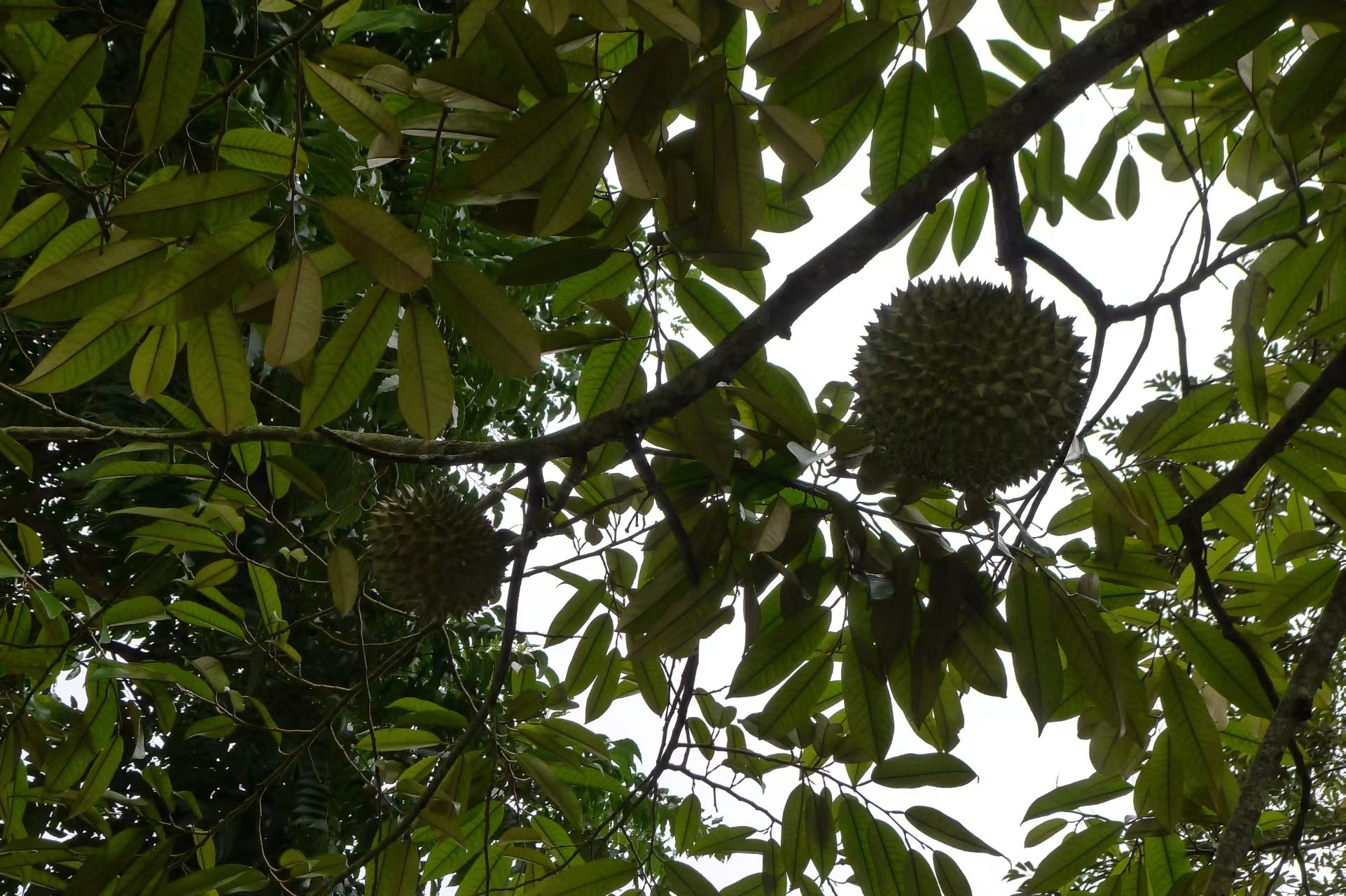 两株榴莲对比,图一是云南的,图二是泰国的,不知道是否同一种,感觉国内