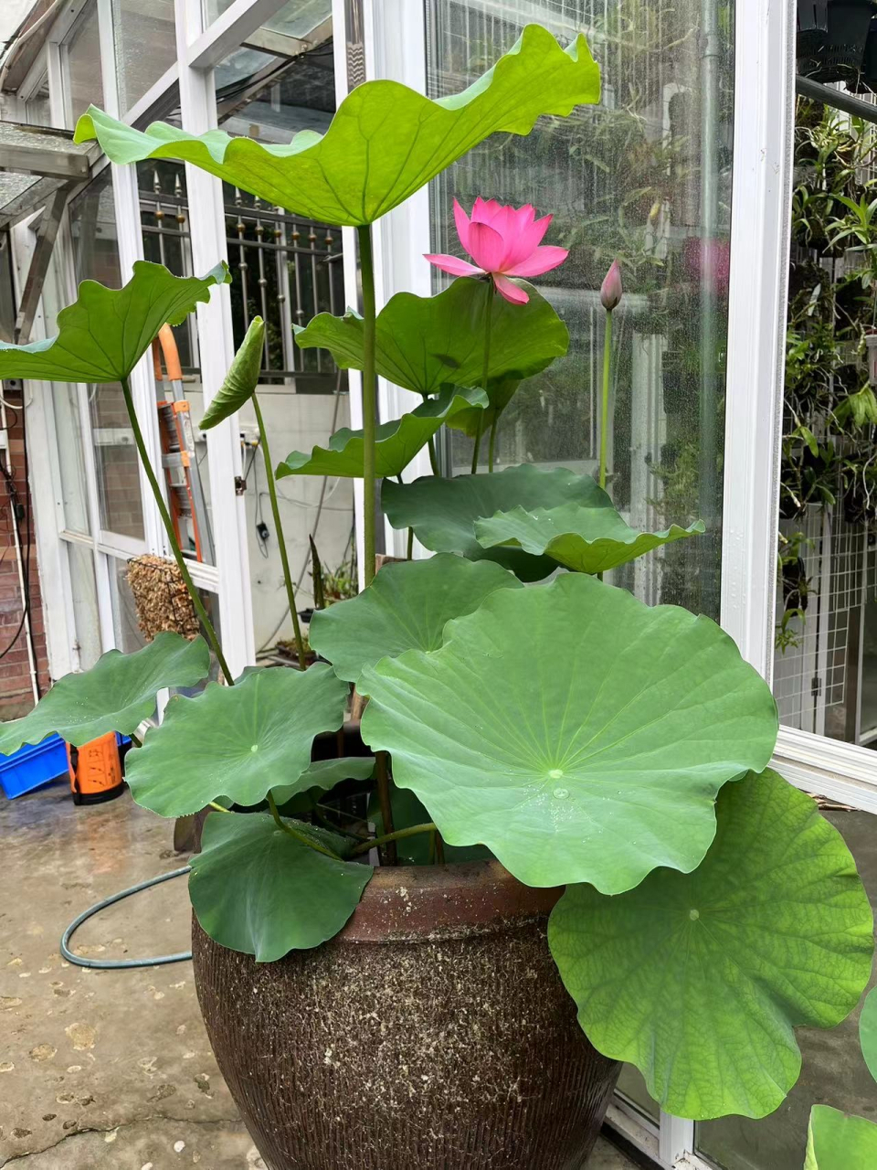 群友的盆栽荷花,好仙啊![可怜]