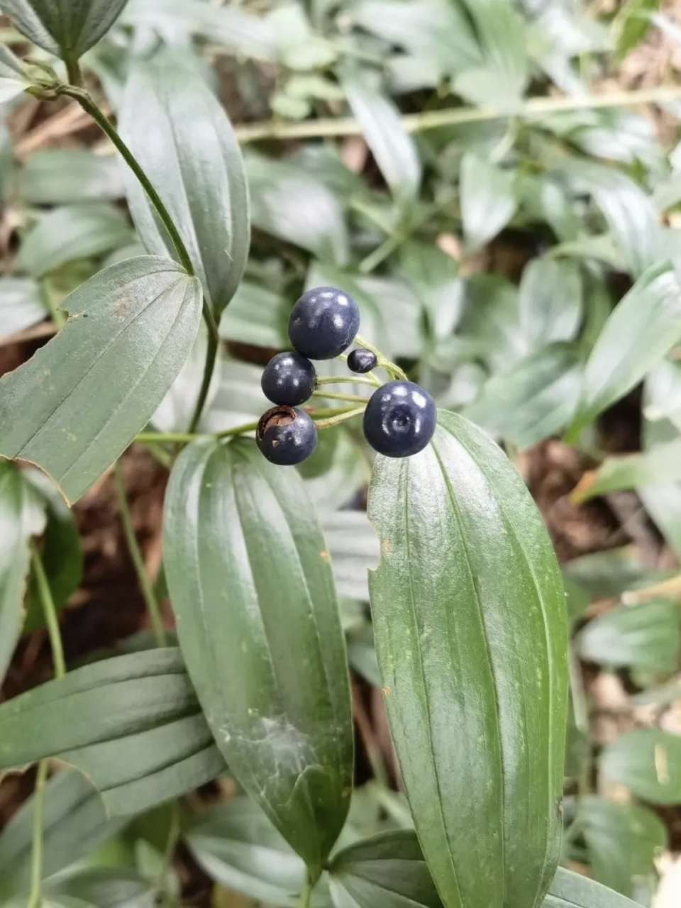 万寿竹,秋水仙科,万寿竹属.分布于长江以南,南亚和东南亚地区.