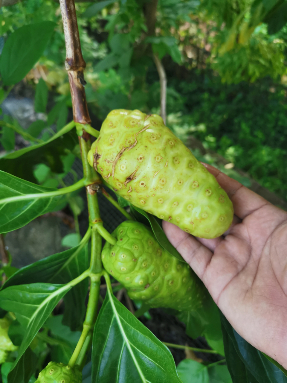 诺丽果,海南花友栽植,估计大多数北方人没见过这东西,属于水果?