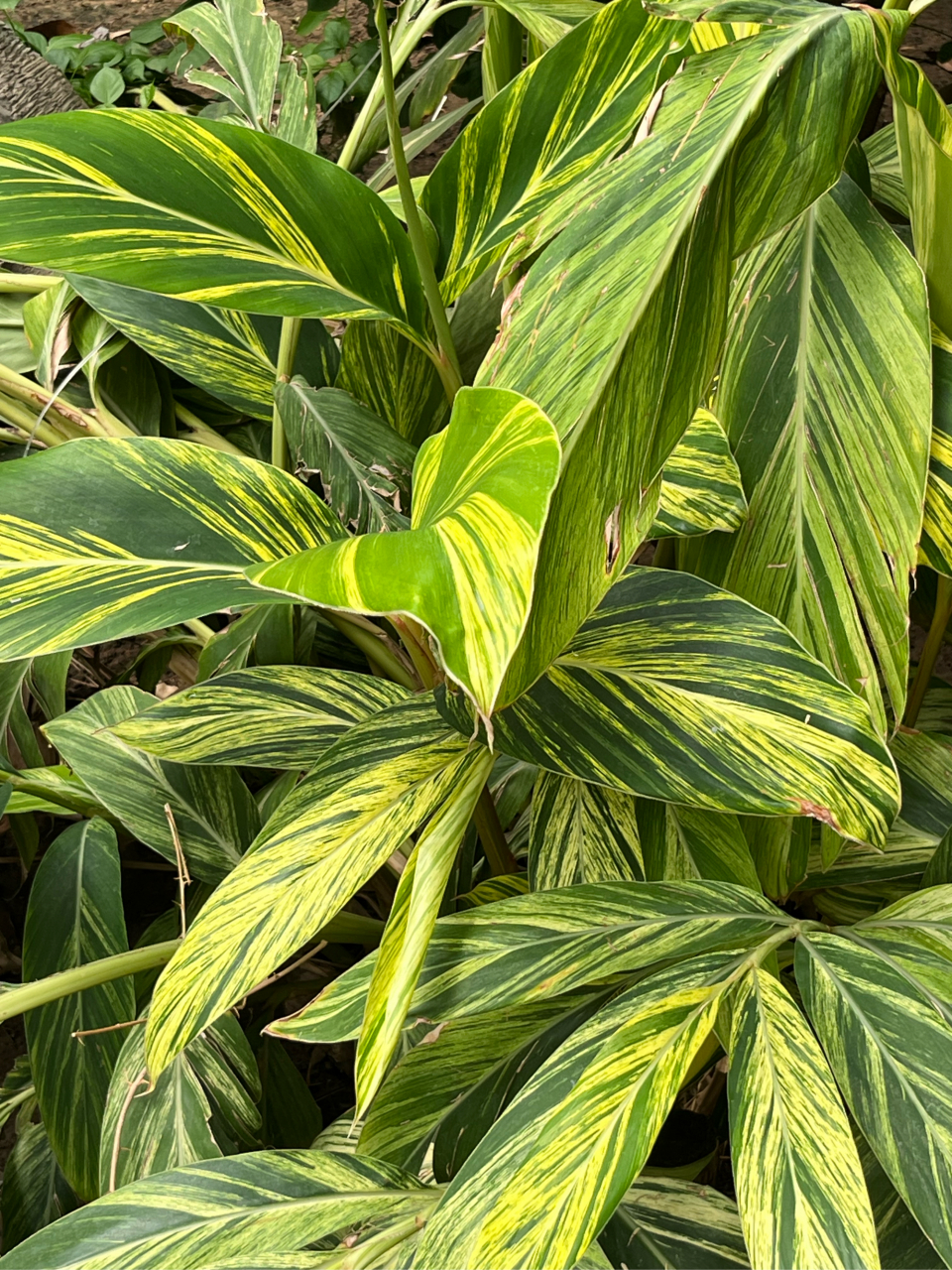 花叶山姜,姜科,山姜属,多年前草本植物,非常漂亮的一种植物.