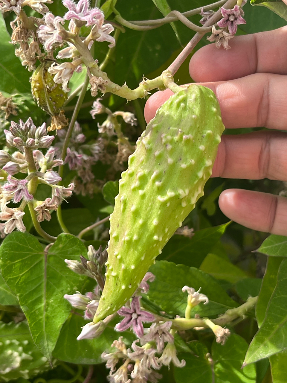 萝藦,芄兰,萝藦科多年生藤本植物,分布广泛,全草入药.