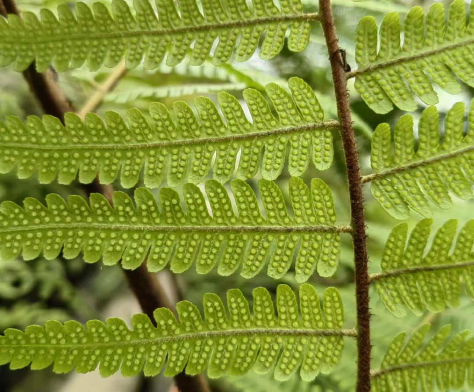 一组蕨类植物的孢子囊对比图,喜欢蕨类植物的花友和