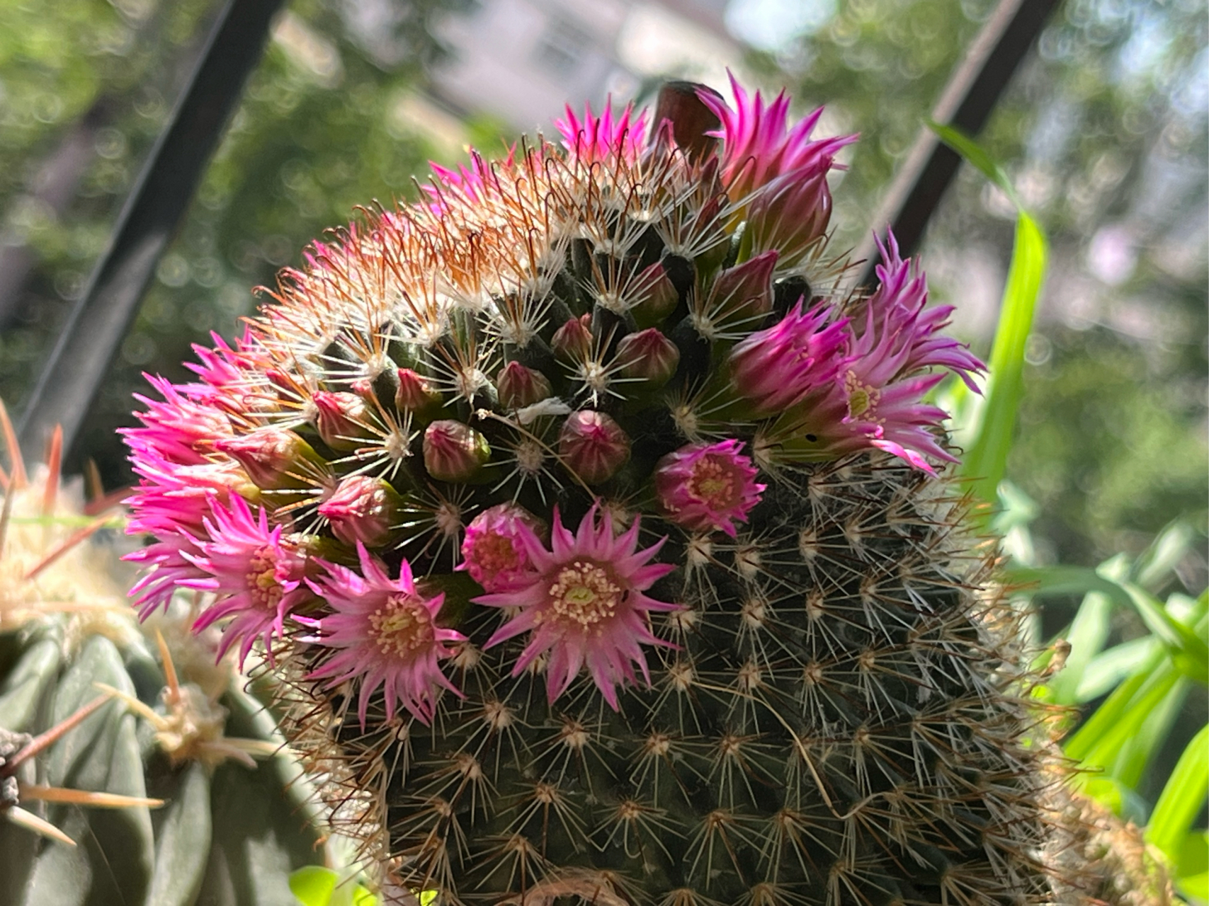 猩猩球和玉翁一样,是非常普及的一种乳突球,适应性强,长势好,花量大