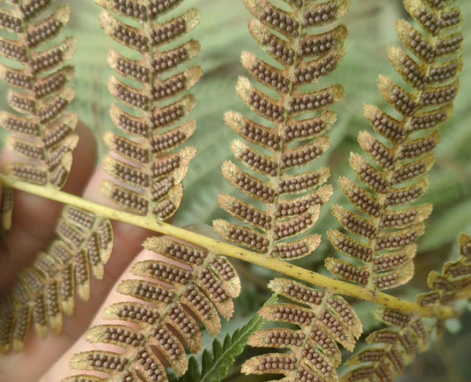 一组蕨类植物的孢子囊对比图,喜欢蕨类植物的花友和