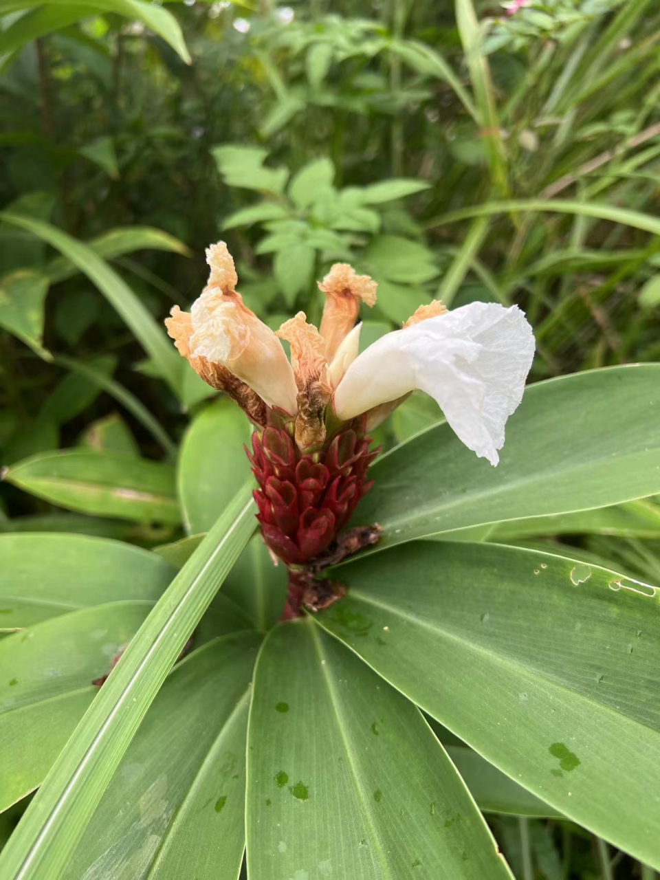 闭鞘姜属,原产地热带至亚热带,多年生草本植物,叶片螺旋状排列,地上茎