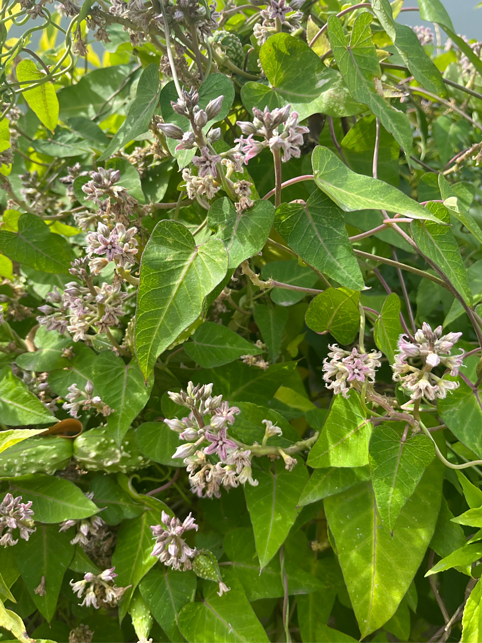 萝藦,芄兰,萝藦科多年生藤本植物,分布广泛,全草入药.