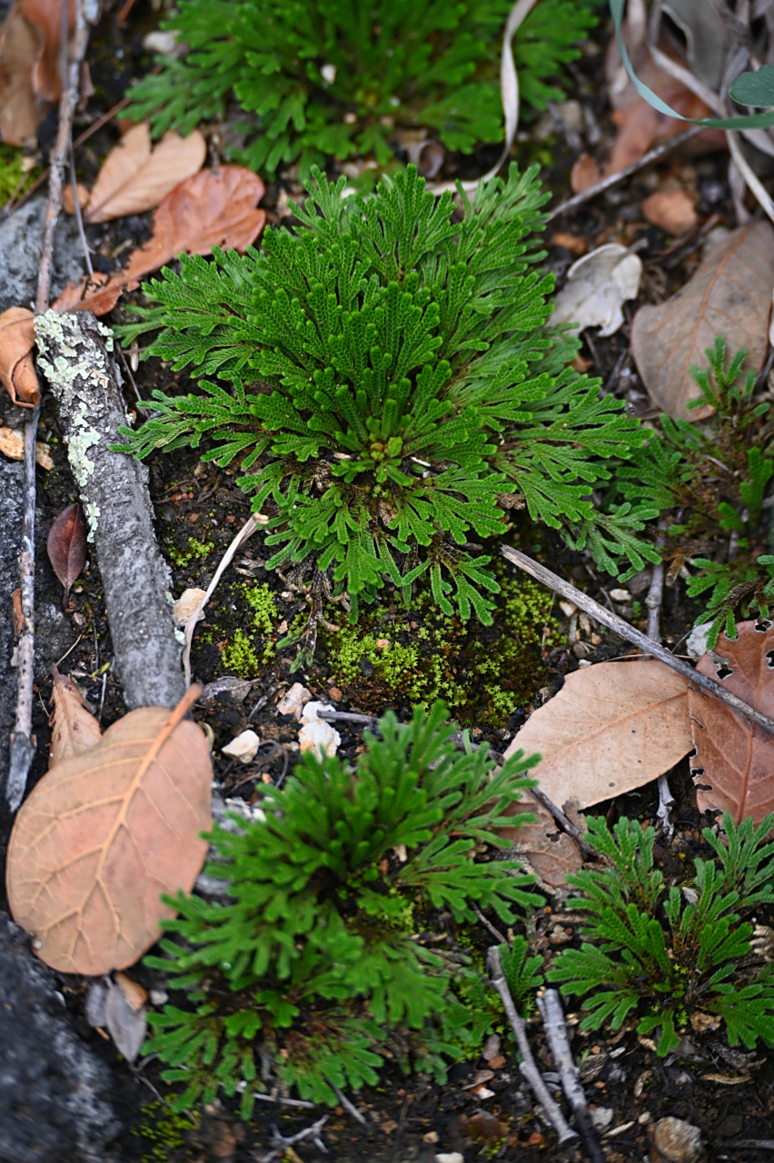 卷柏,也称九死还魂草,蕨类植物,非常漂亮,可入药,有喜欢的朋友可以