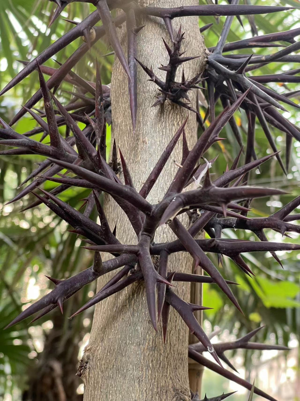 皂荚树,豆科,皂荚属,落叶乔木