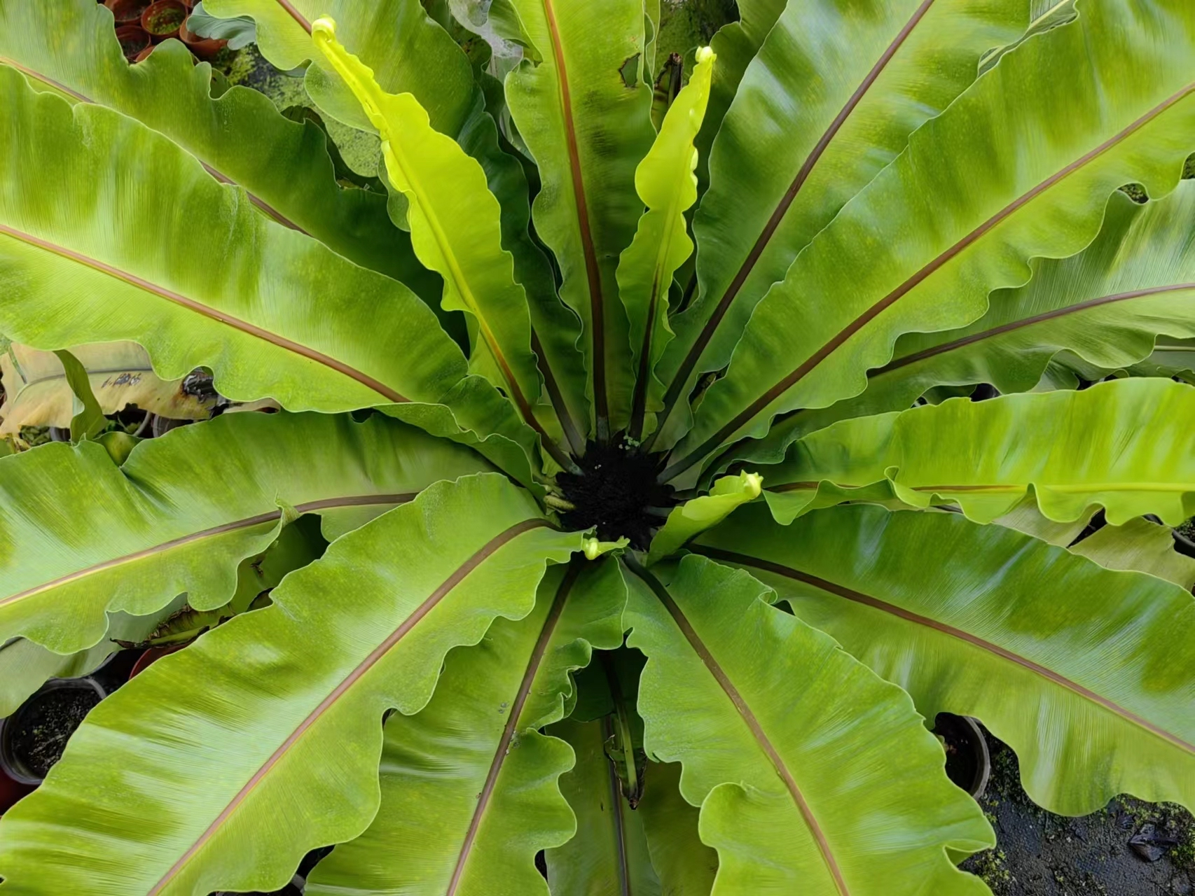 鸟巢蕨,铁角蕨科,巢蕨属,在亚热带和热带森林中杂草一样的存在.