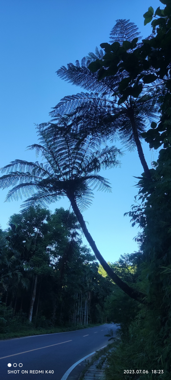 飞天蠄蟧,学名桫椤,桫椤科,桫椤属的树状蕨类植物,远古时代孑遗植物的