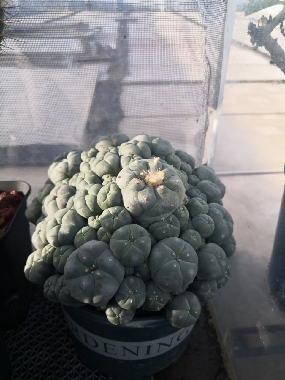 老陈的两盆子吹鱼,株型饱满,尤其是第二盆,又圆润又规整,非常赏心悦目