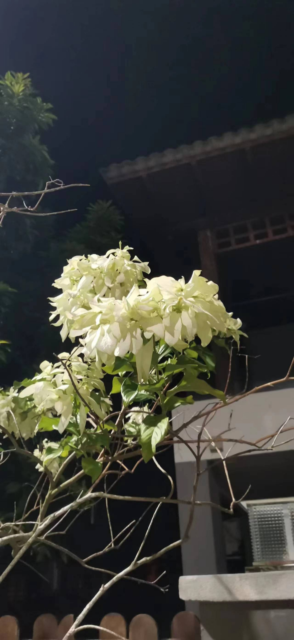 玉叶金花,茜草科,玉叶金花属攀援灌木;叶对生或轮生,卵状;萼片叶状雪