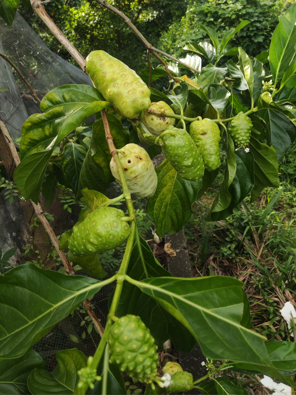 诺丽果,海南花友栽植,估计大多数北方人没见过这东西,属于水果?