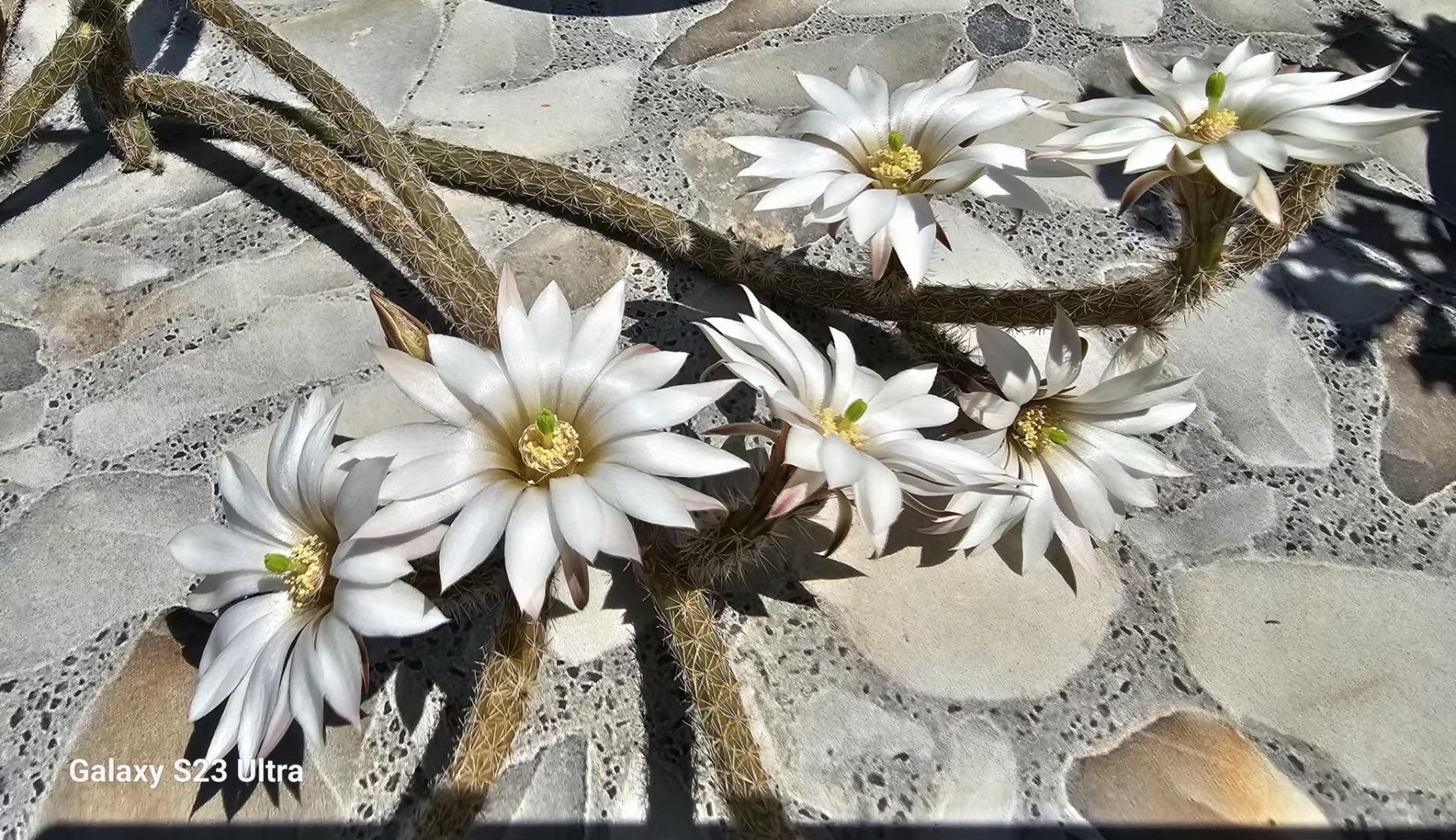 银钮,鹿角柱属,株型呈枝条形态的仙人掌.