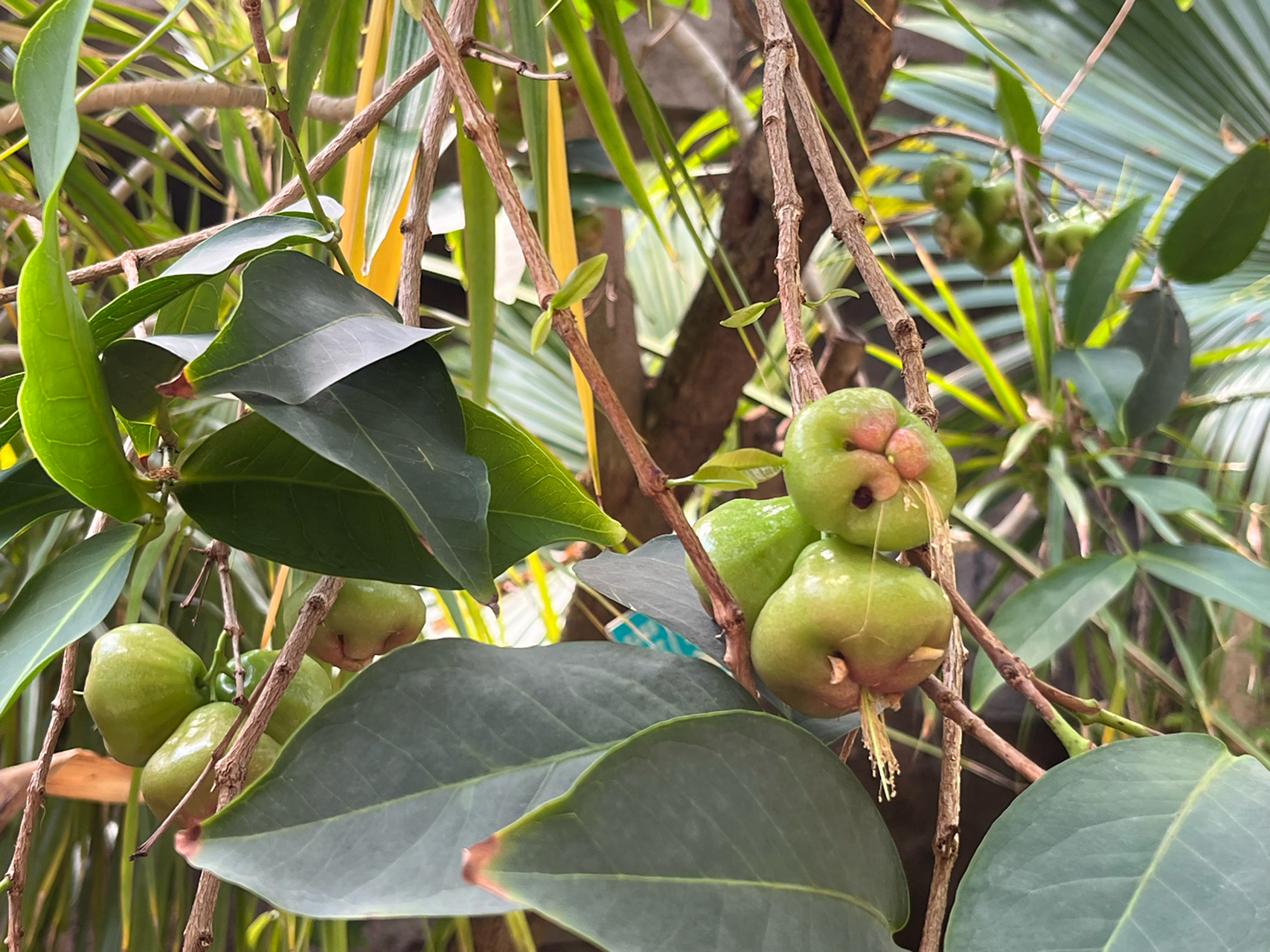 蒲桃,桃金娘科,蒲桃属,一种果树,果实有一种特殊的味道,我感觉有一点