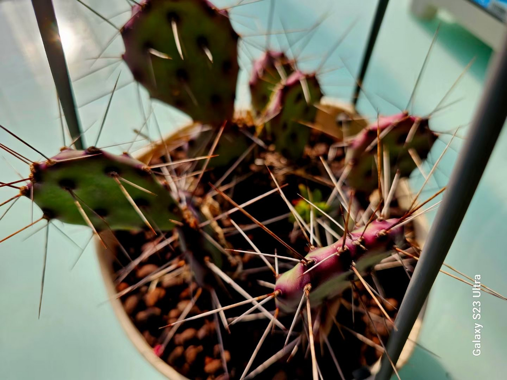 猿驹团扇,也叫猿驹仙人掌,仙人掌科,仙人掌属,中等株型的仙人掌品种