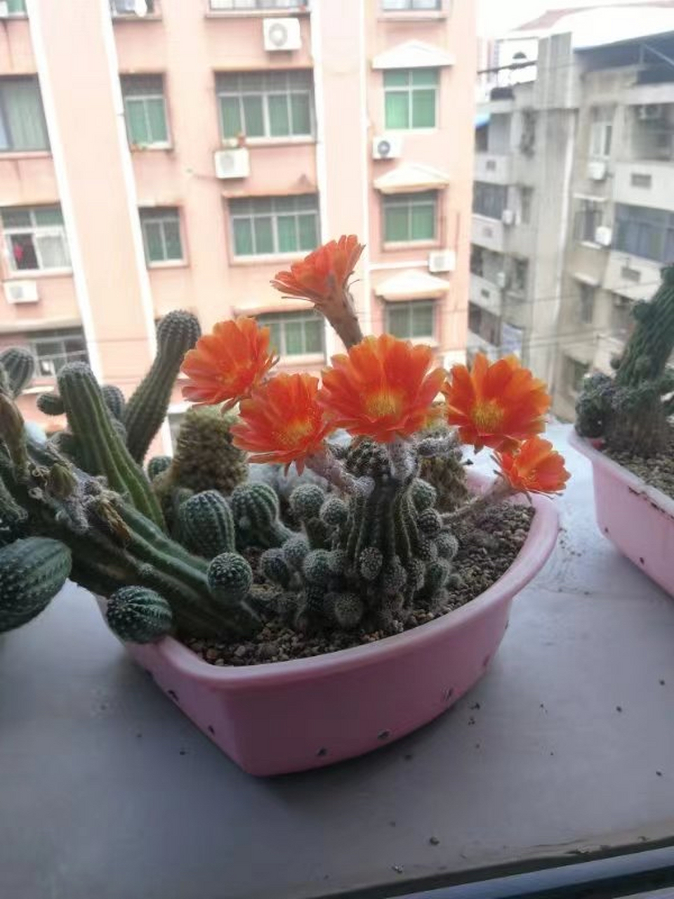 黑金刚,仙人掌科,仙人球属,杂交品种.