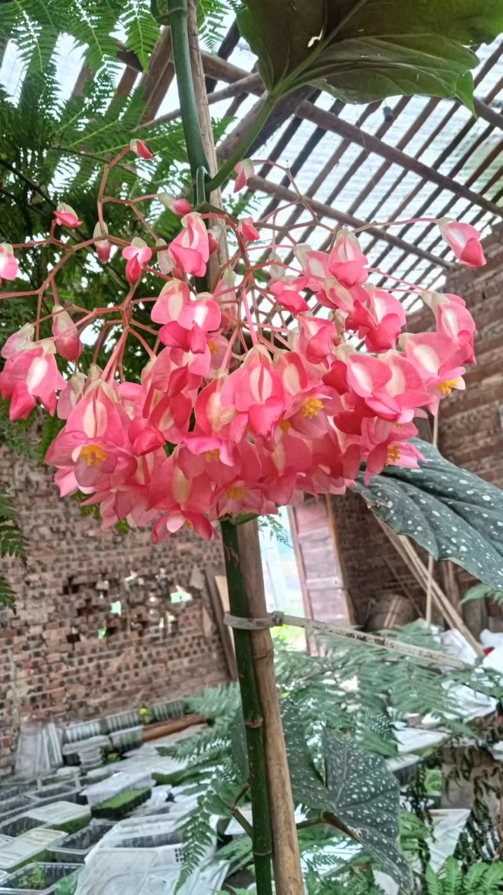 花友的竹节海棠,这一大串花苞,太美![鼓掌]