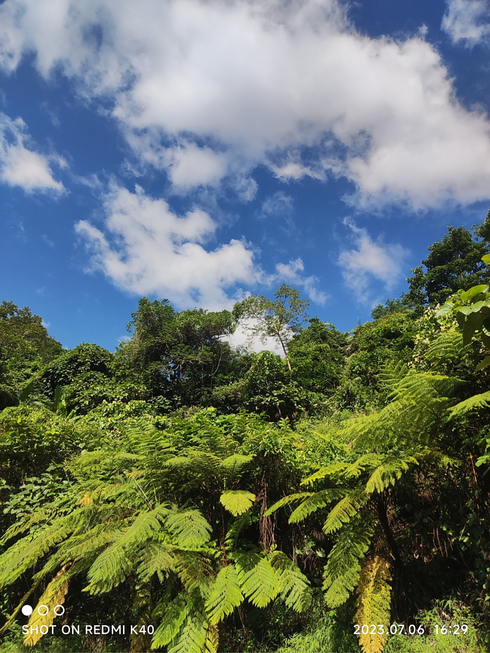 群友拍摄的一组热带雨林美景,植被茂密,天高云淡,尤其是树蕨,给人一种