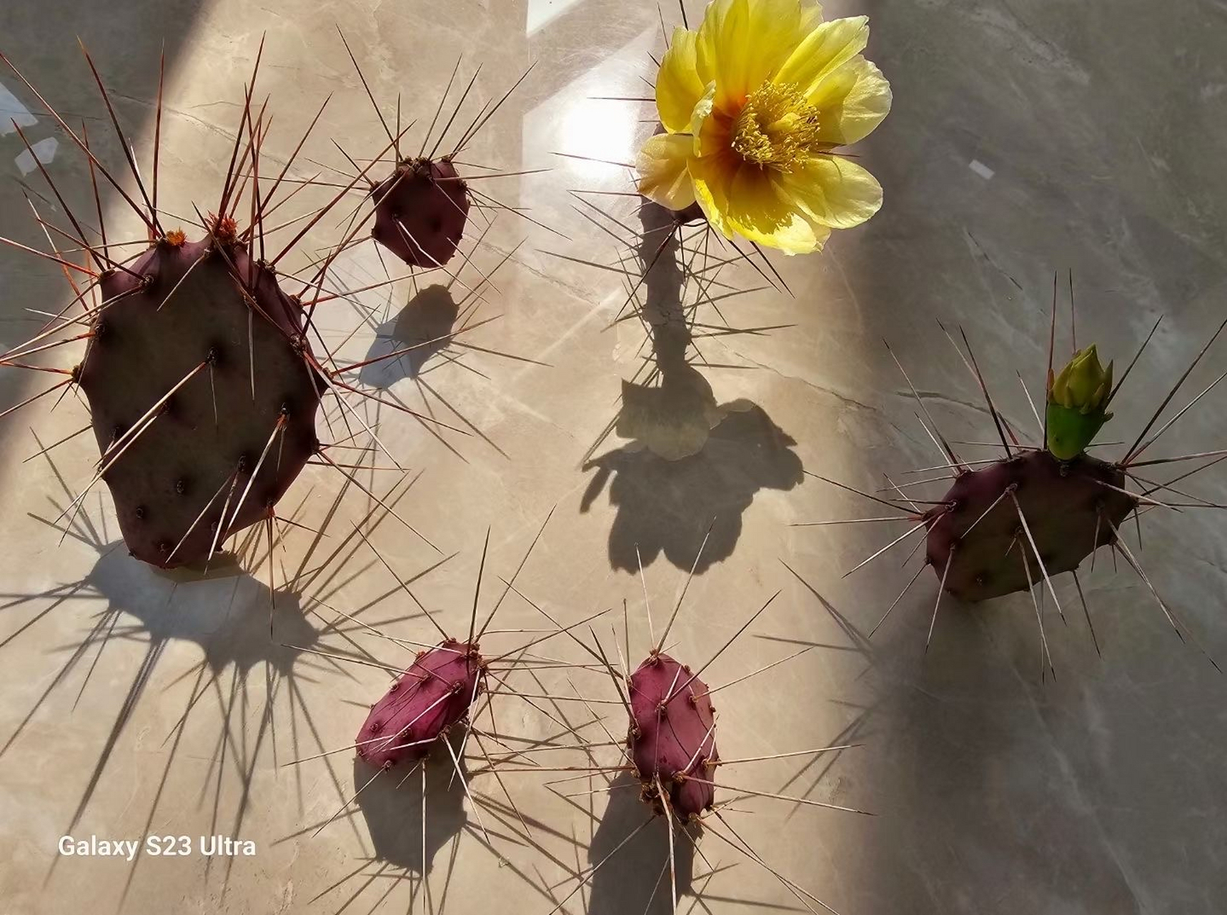 猿驹团扇,也叫猿驹仙人掌,仙人掌科,仙人掌属,中等株型的仙人掌品种