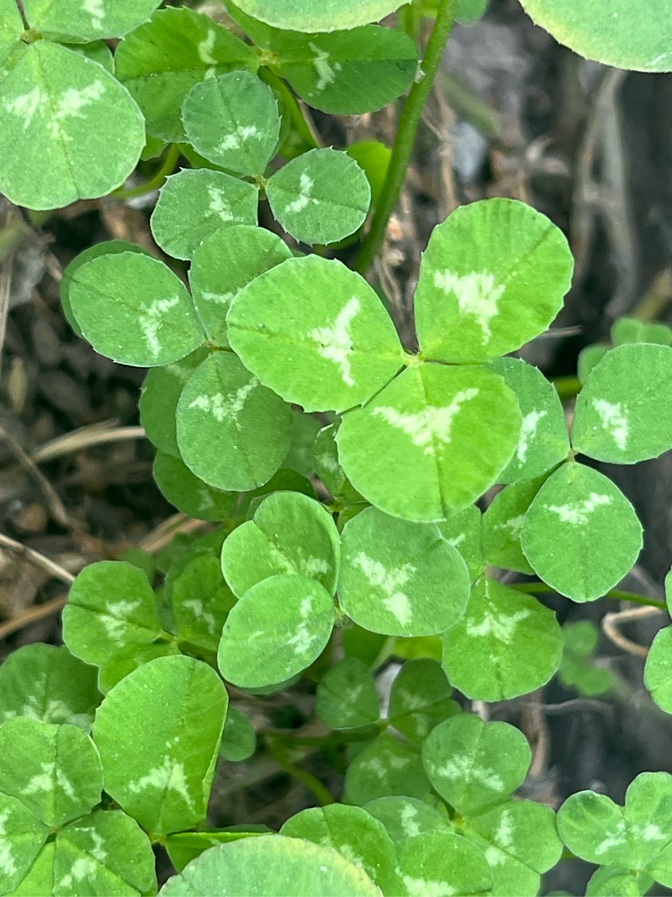白车轴草,又叫做白花苜蓿,白花三叶草,豆科,车轴草属,多年生草本植物.