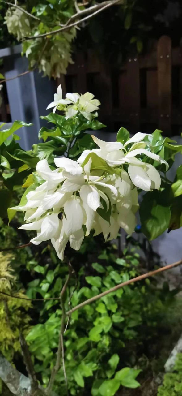 玉叶金花,茜草科,玉叶金花属攀援灌木;叶对生或轮生,卵状;萼片叶状雪