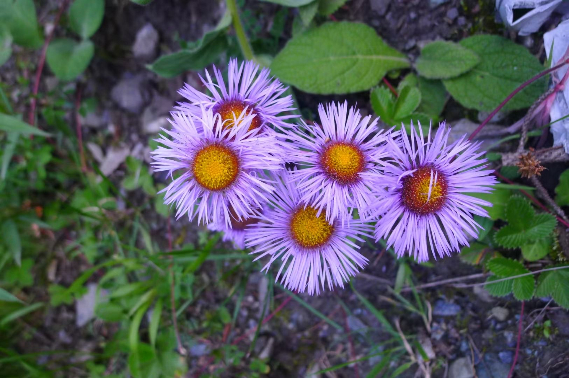群友拍摄于郊外的一组野花照片,没有任何人工痕迹的存在,完全是大自然