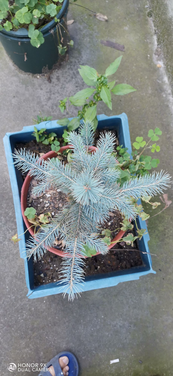 蓝粉云杉,简称蓝杉,松科,云杉属,常绿乔木.