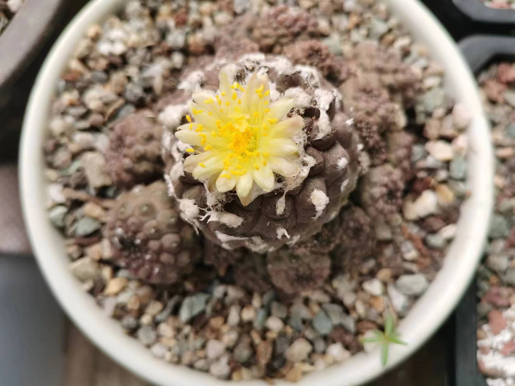 疣仙人,仙人掌科,龙爪球属.