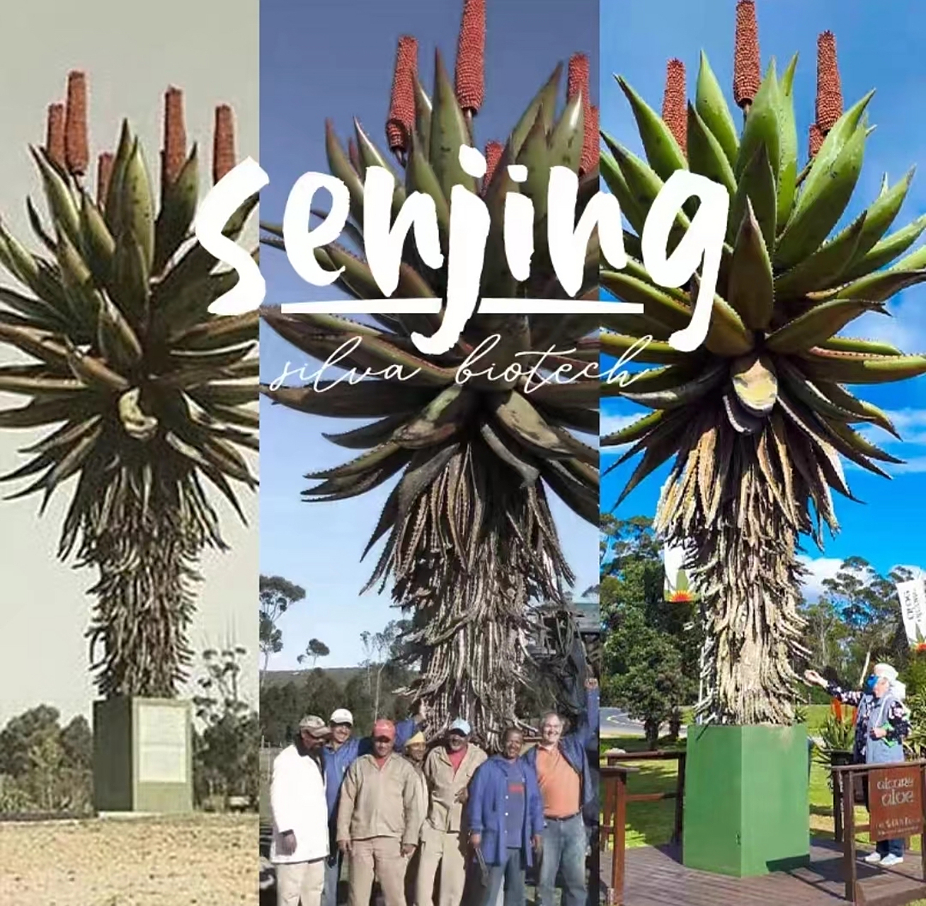 巨型芦荟,感觉有三层楼高啊,感觉非洲那边的植物都很神奇呢[思考]