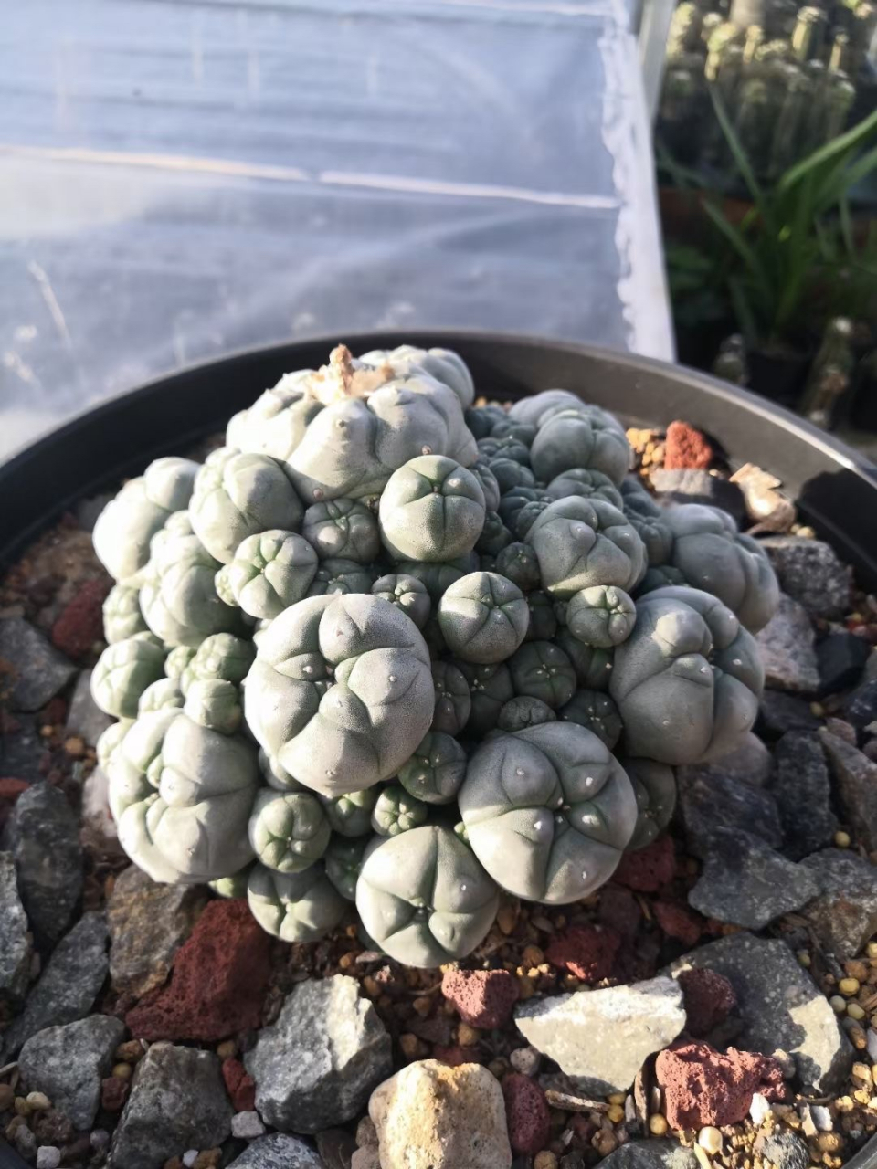 老陈的两盆子吹鱼,株型饱满,尤其是第二盆,又圆润又规整,非常赏心悦目