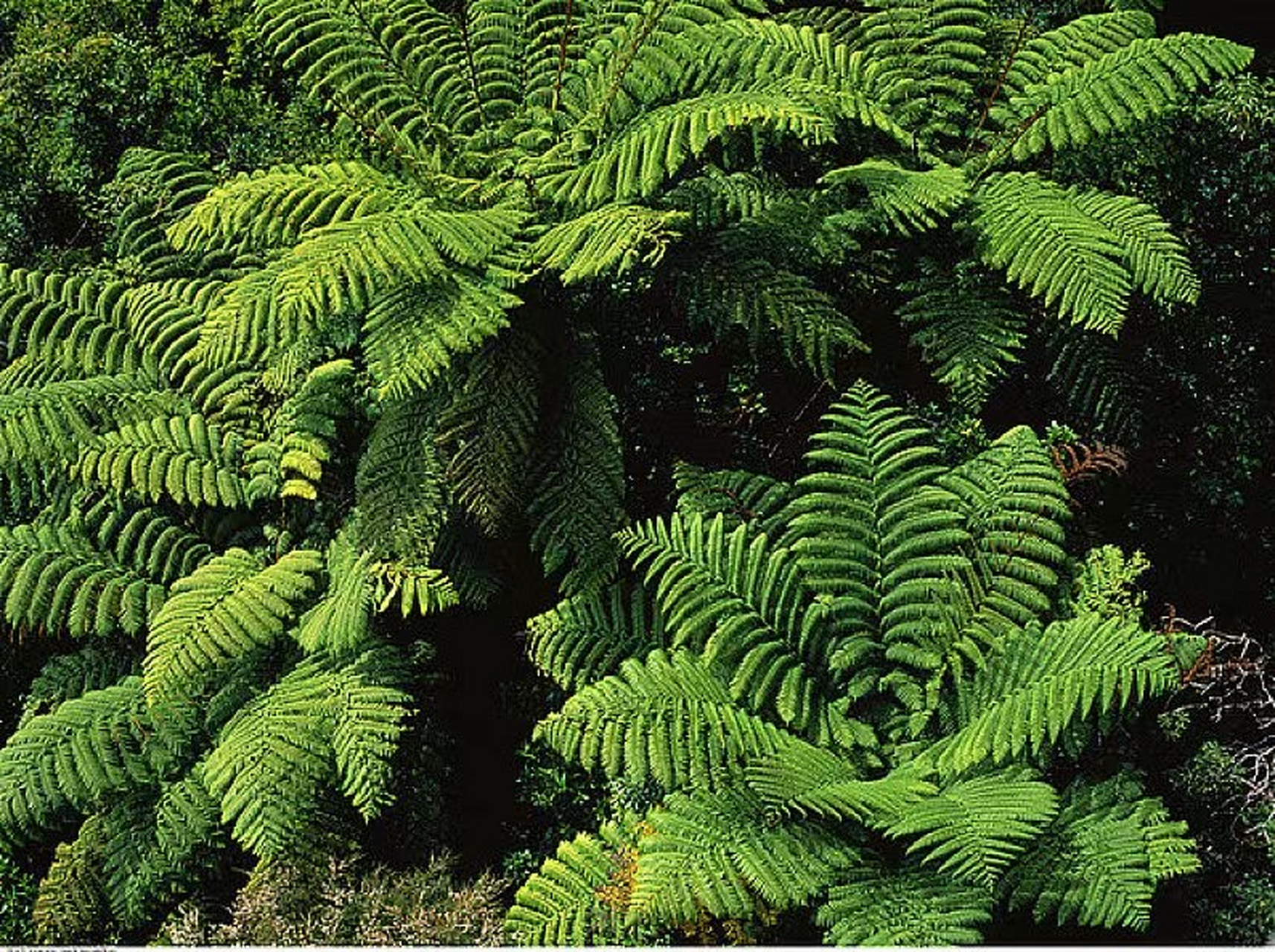 库伯桫椤,桫椤科番桫椤属树形蕨类植物,非常高大的桫椤科植物,在原