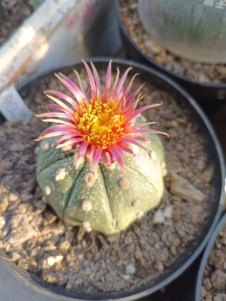 [赞同]#仙人球# #仙人掌# #多肉植物