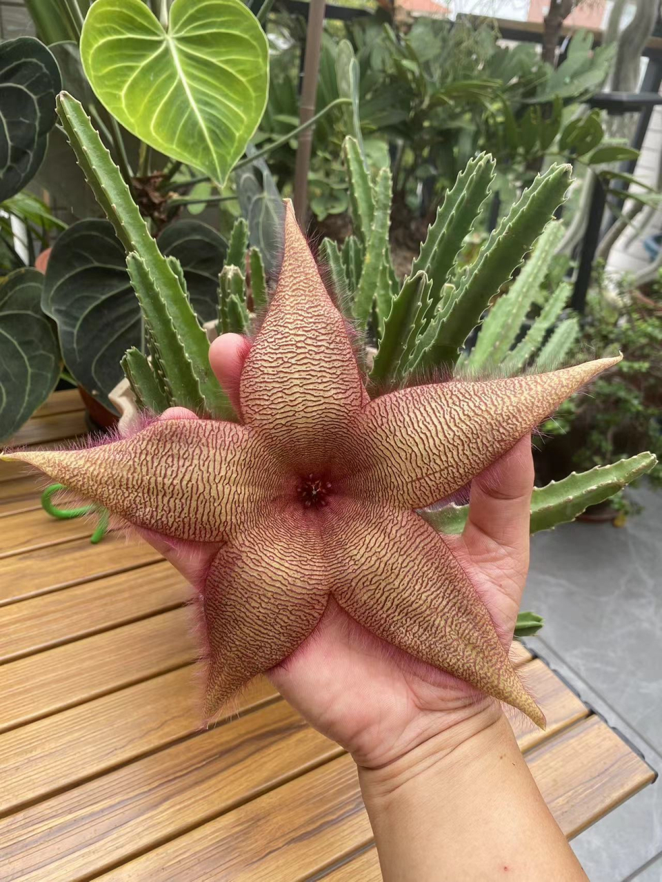 大花犀角,萝藦科国章属多肉植物,花型巨大,花色奇特,花瓣密生绒毛