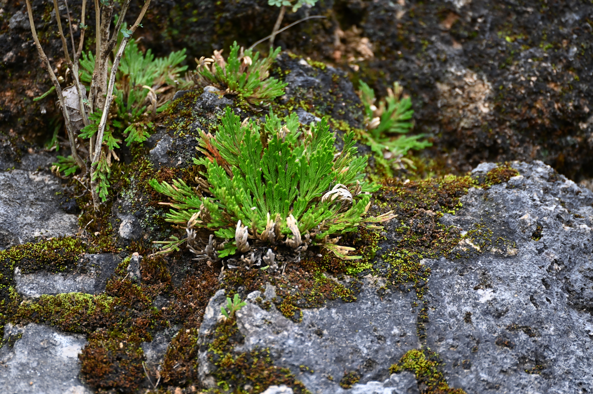 卷柏,也称九死还魂草,蕨类植物,非常漂亮,可入药,有喜欢的朋友可以