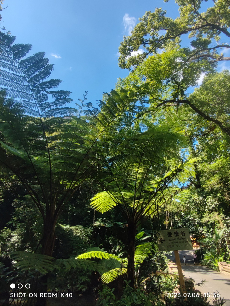 群友拍摄的一组热带雨林美景,植被茂密,天高云淡,尤其是树蕨,给人一种