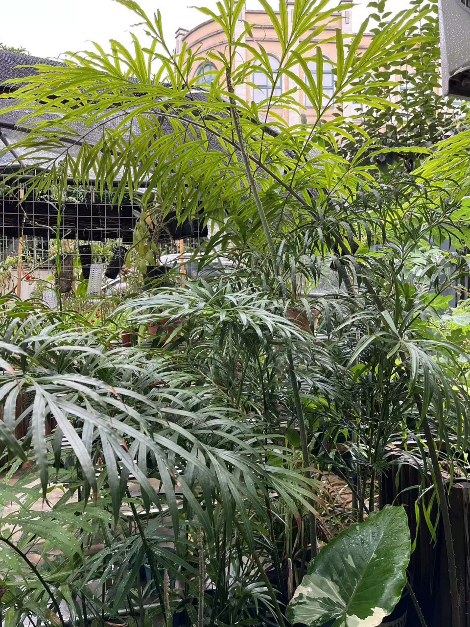 不知道哪位花友的杂交苏铁品种,貌似是有德保的基因,更接近原始苏铁的