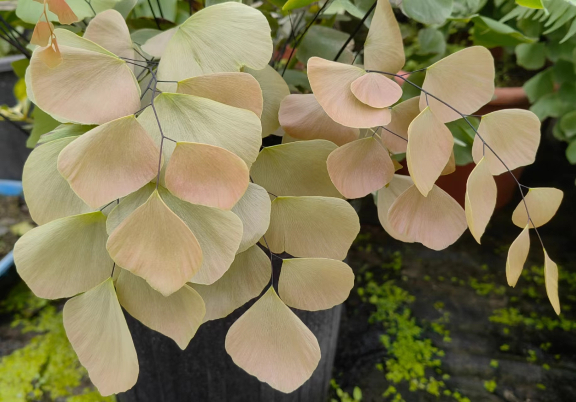 梯叶铁线蕨,商品名也叫银币.铁线蕨科,铁线蕨属,非常漂亮的铁线蕨品种