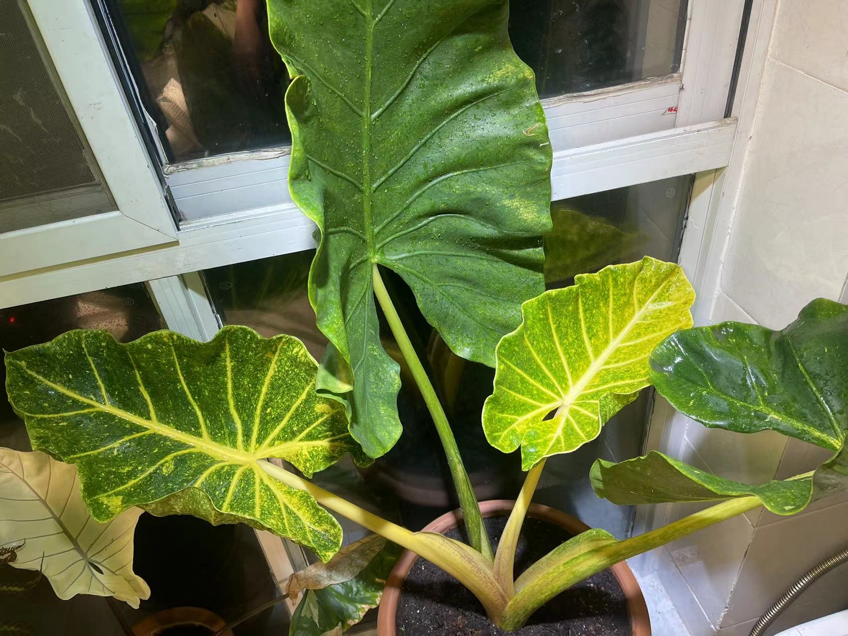 黄金海芋,非常漂亮的天南星科植物,较比普通海芋的叶片会更有质感,锦