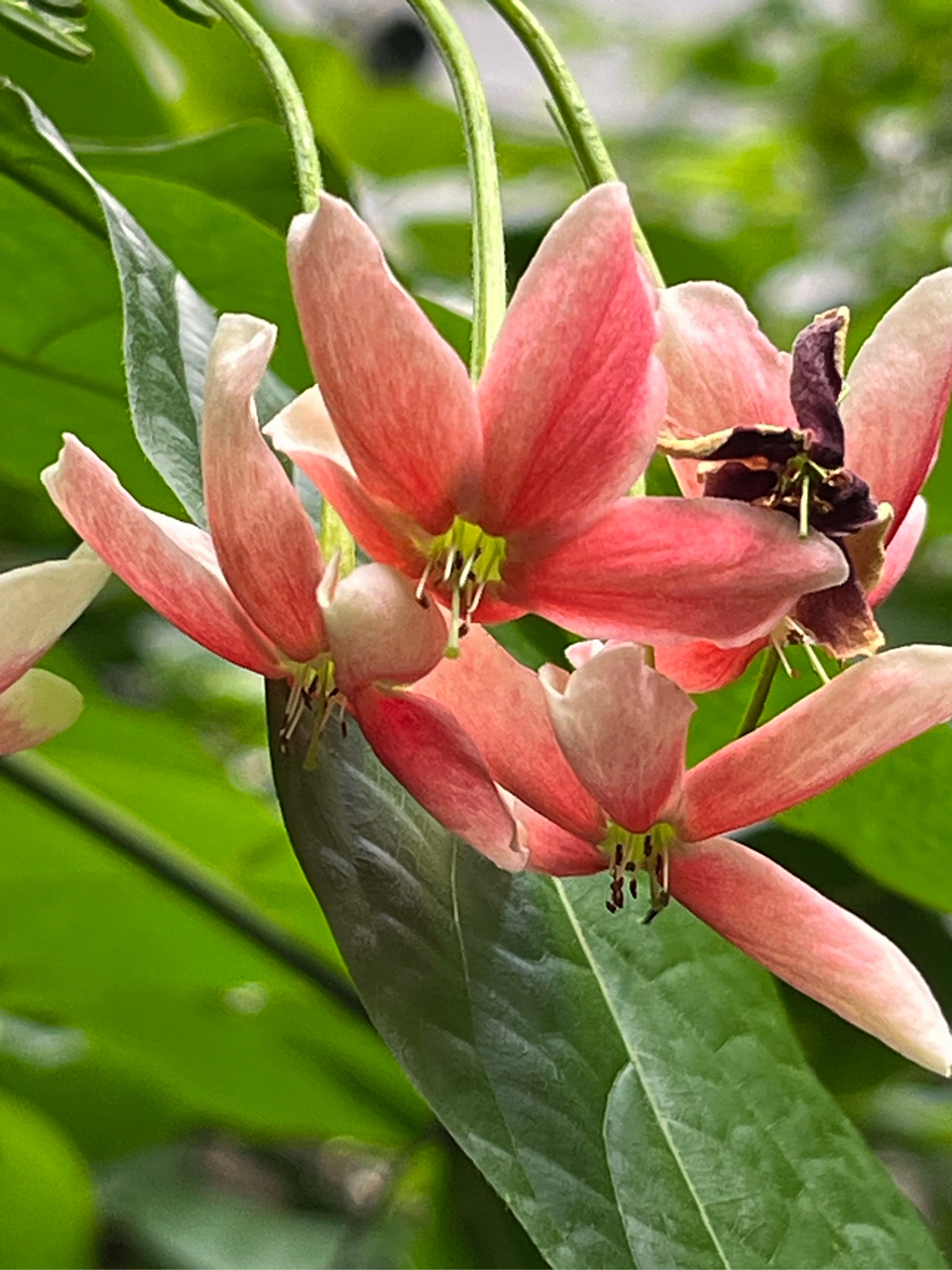 使君子,使君子科,石风车子属,木质藤本植物,也是一位中药,名字是为了