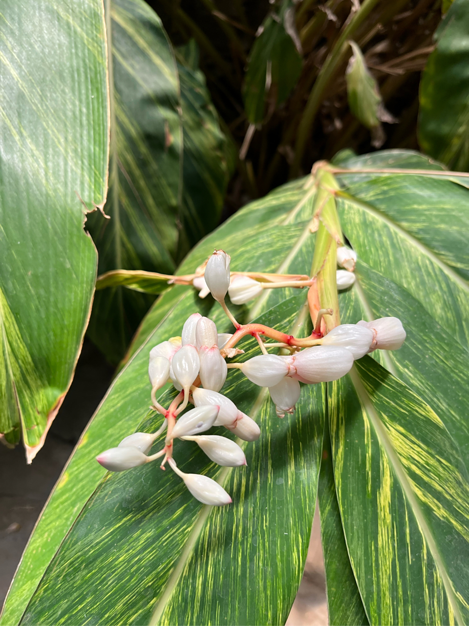 花叶山姜,姜科,山姜属,多年前草本植物,非常漂亮的一种植物.
