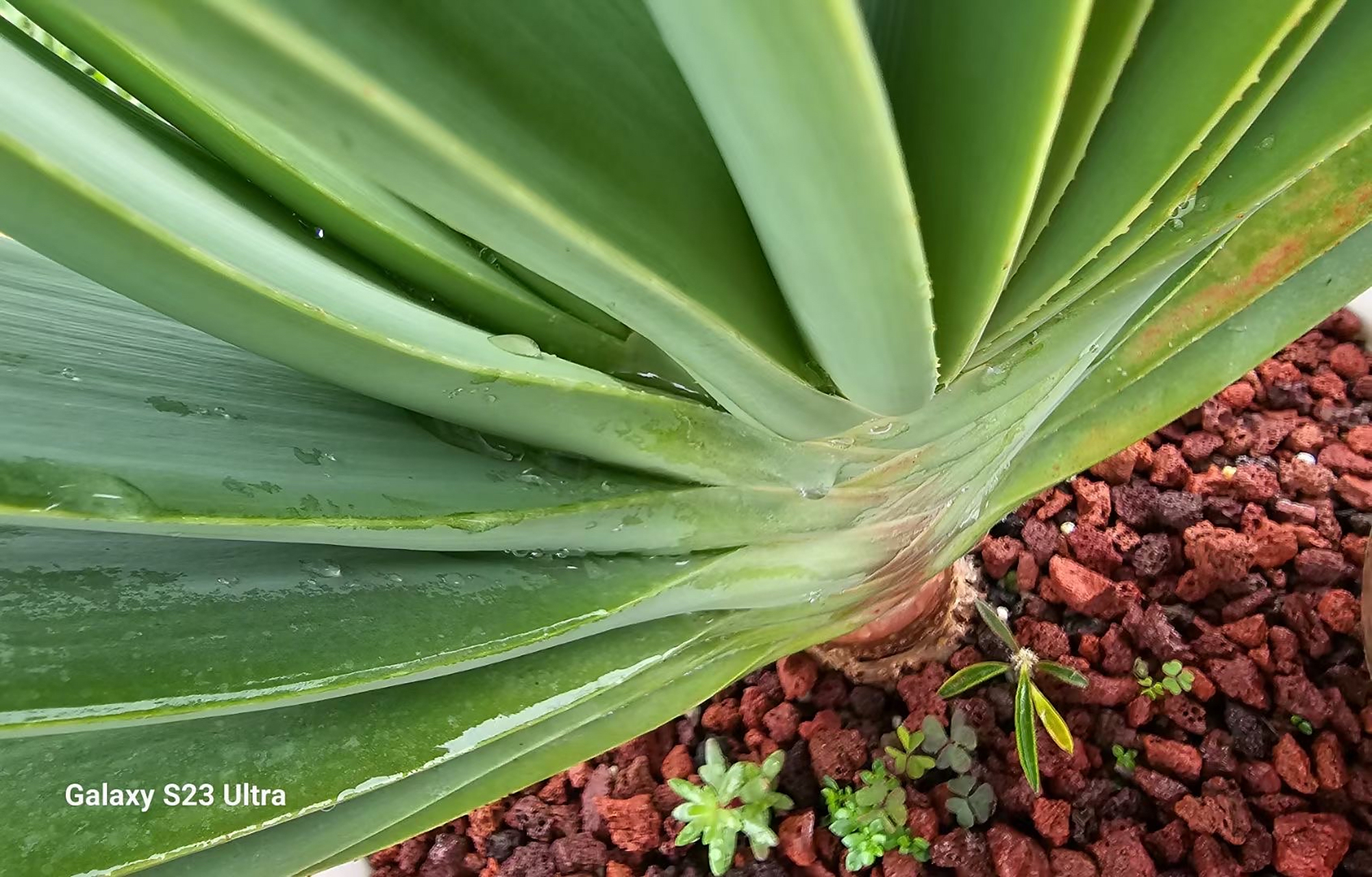 折扇芦荟,阿福花科,折扇芦荟属,又名乙姬之舞扇,原产地南非.