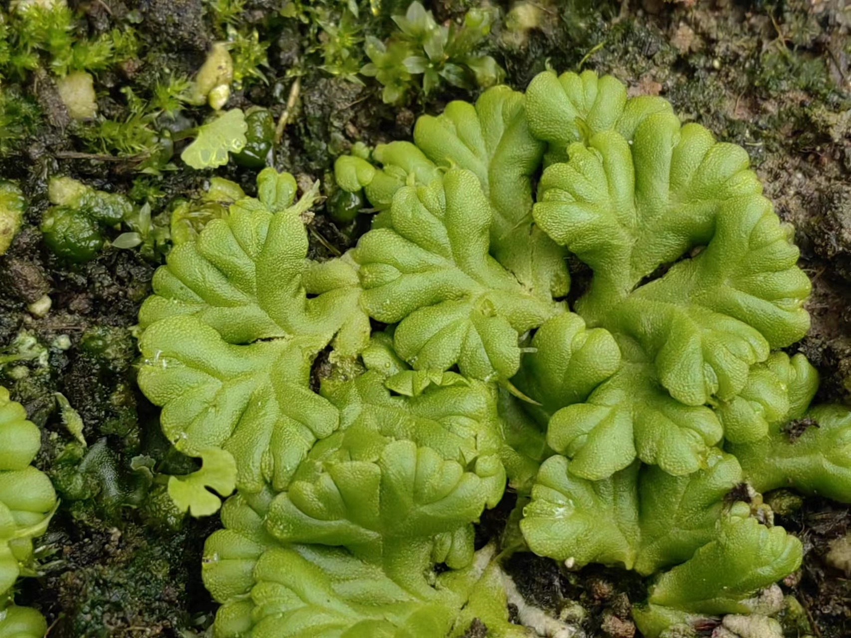 地衣和苔藓图鉴图片