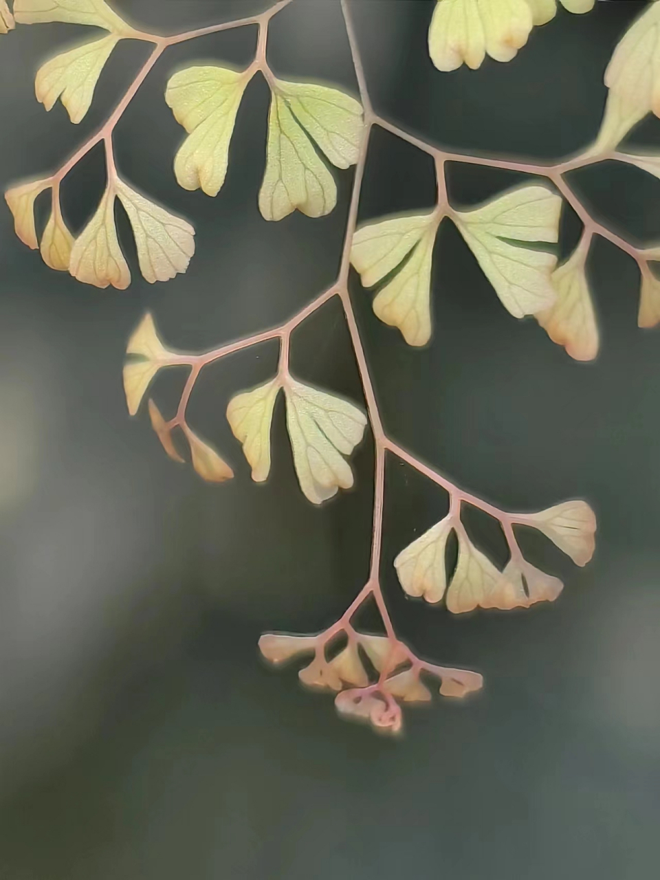 普通铁线蕨图片