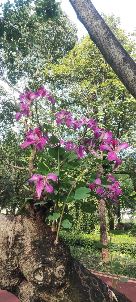 红花羊蹄甲,又叫做洋紫荆,紫荆花,豆科,羊蹄甲属,乔木.原产于我国.