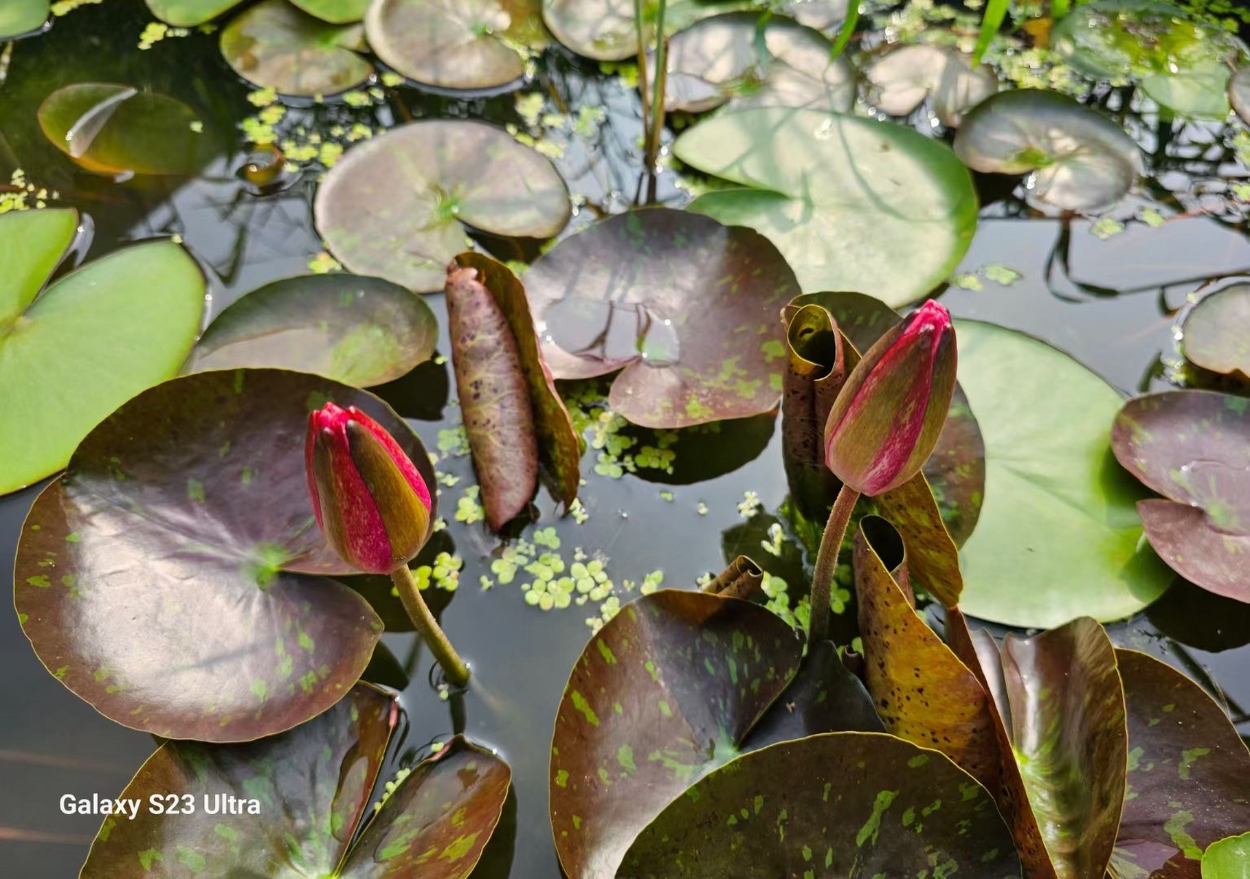 睡莲,品种名:万维莎.